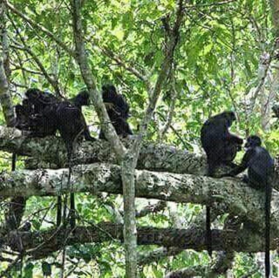 Tereng Wilis Jungle Inn Tetebatu Eksteriør bilde
